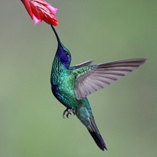 51.  VIOLET-EAR  SPARKLING    S.J.Quito  ECU.jpg