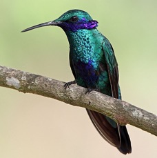52.  VIOLET-EAR  SPARKLING            S.J.Quito  ECU.jpg