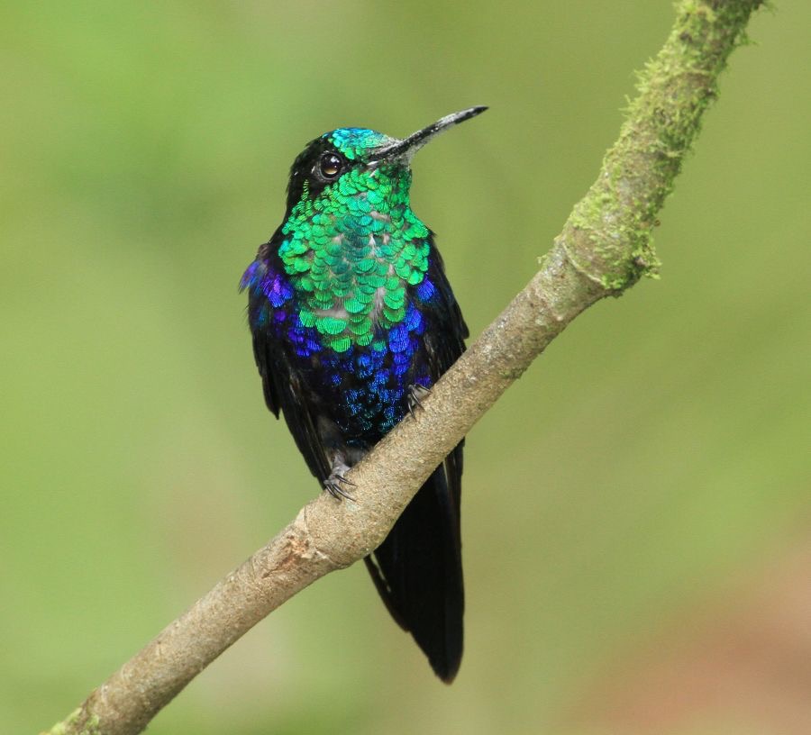 54 WOOD -NYMPH. GREEN CROWNED    Milpe  ECU.jpg