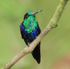 54 WOOD -NYMPH. GREEN CROWNED    Milpe  ECU.jpg