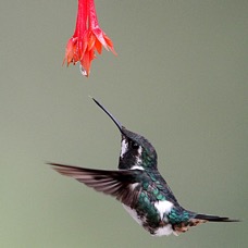 55.  WOODSTAR   WHITE BELLIED  male S.J.Quito ECU.jpg