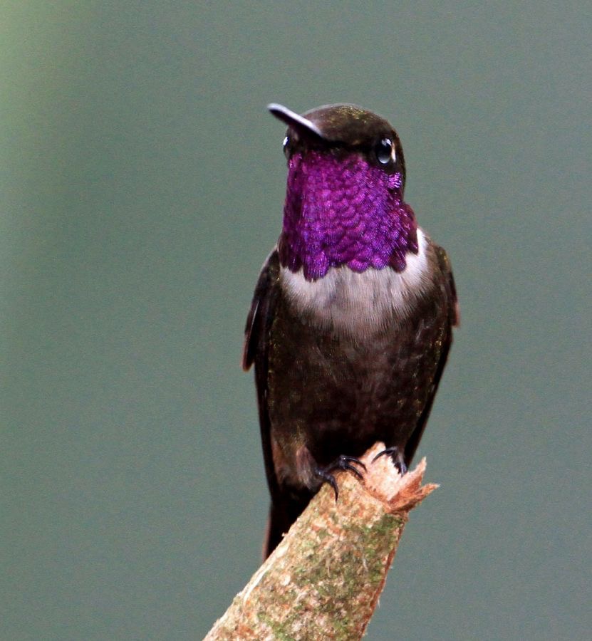 57. WOODSTAR PURPLE THROATED male Tandayapa ECU.jpg