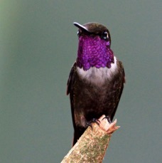57. WOODSTAR PURPLE THROATED male Tandayapa ECU.jpg