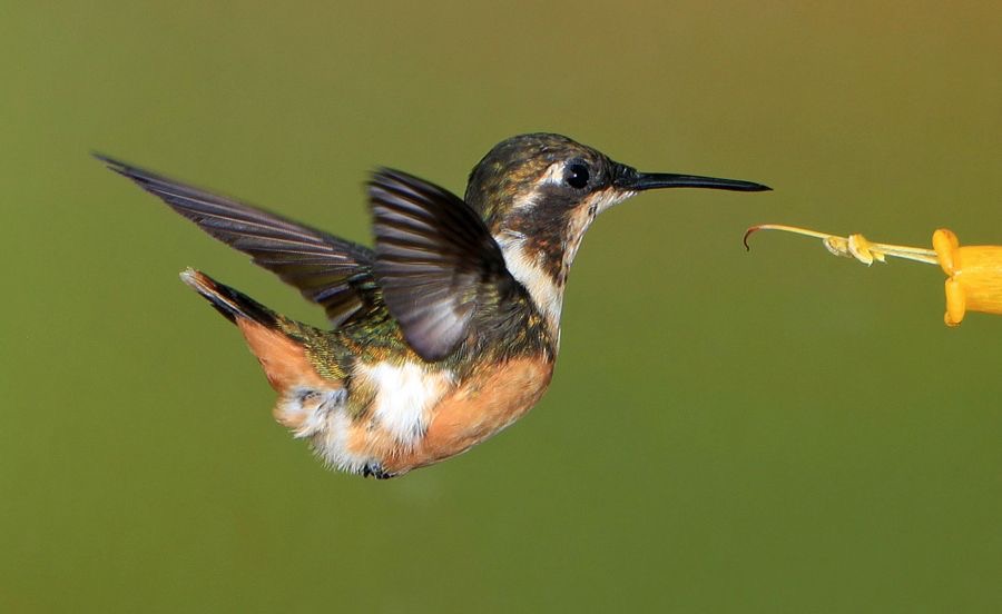 58.  WOODSTAR PURPLE THROATED  fem     Tandayapa ECU.jpg