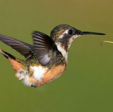 58.  WOODSTAR PURPLE THROATED  fem     Tandayapa ECU.jpg