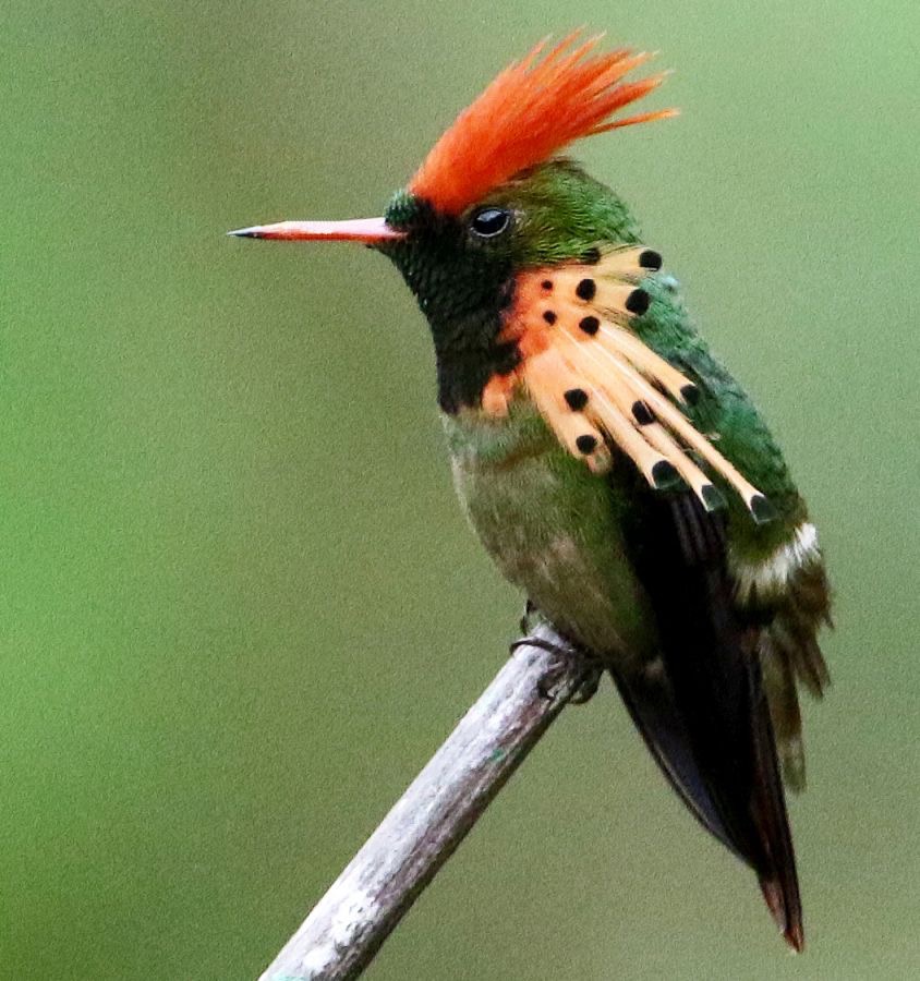 59.   COQUETTE TUFTED  male  TRINIDAD.jpg