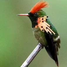 59.   COQUETTE TUFTED  male  TRINIDAD.jpg