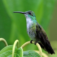 60.  EMERALD.    WHITE CHESTED   TRINIDAD.jpg