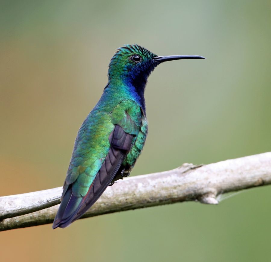 61.     MANGO.      BLACK THROATED  male   TRINIDAD.jpg