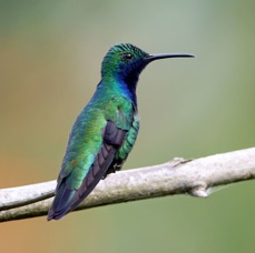 61.     MANGO.      BLACK THROATED  male   TRINIDAD.jpg