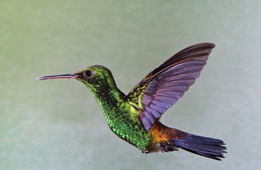 62.     COPPER   RUMPED HUMMINGBIRD   TOBAGO.jpg