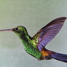 62.     COPPER   RUMPED HUMMINGBIRD   TOBAGO.jpg