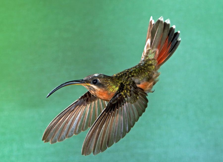 63.    HERMIT   RUFOUS  BREASTED    TOBAGO.jpg