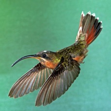 63.    HERMIT   RUFOUS  BREASTED    TOBAGO.jpg