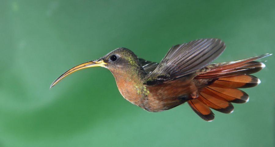 64.  HERMIT     RUFOUS  BREASTED   TOBAGO.jpg