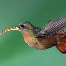 64.  HERMIT     RUFOUS  BREASTED   TOBAGO.jpg