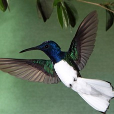 65.  JACOBIN     WHITE NECKED  male displaying tail. TOBAGO.jpg
