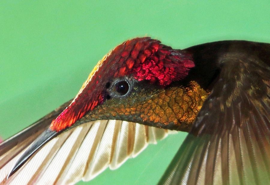66.  RUBY-TOPAZ HUMMINGBIRD  TOBAGO.jpg