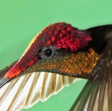 66.  RUBY-TOPAZ HUMMINGBIRD  TOBAGO.jpg